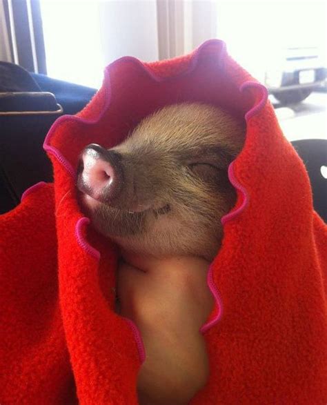 Pig In A Blanket Cute Animals Cute Pigs Baby Animals