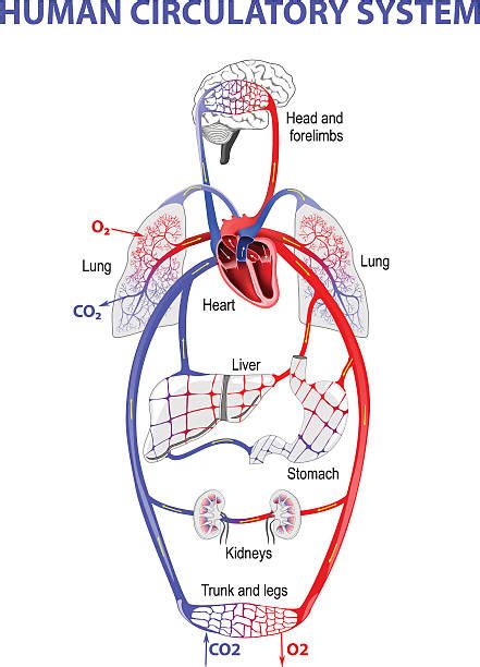 Pulmonary Circulation Of Human Heart Digital Art By Stocktrek Images