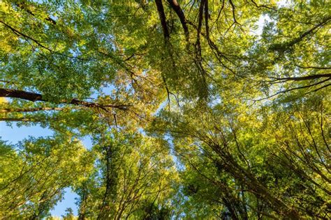 Tall Forest Up Above Mighty Tree In Autmn Leaves Stock Image Image