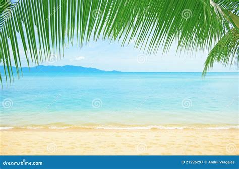 Beautiful Beach With Palm Tree Over The Sand Stock Image Image Of