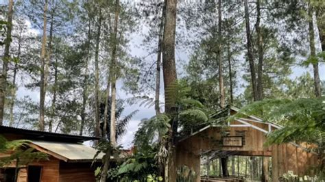 Sensasi Menikmati Kopi Di Tengah Hutan Pinus Tasikmalaya Yuk