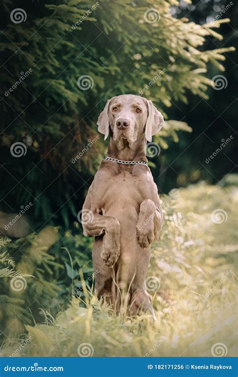 Weimaraner Dog Begging Outdoors In Summer Stock Photo Image Of Funny