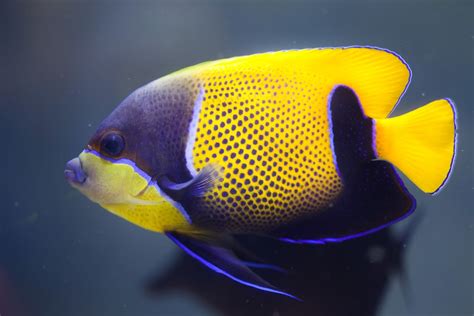 15 Awesome Types Of Saltwater Angelfish Build Your Aquarium