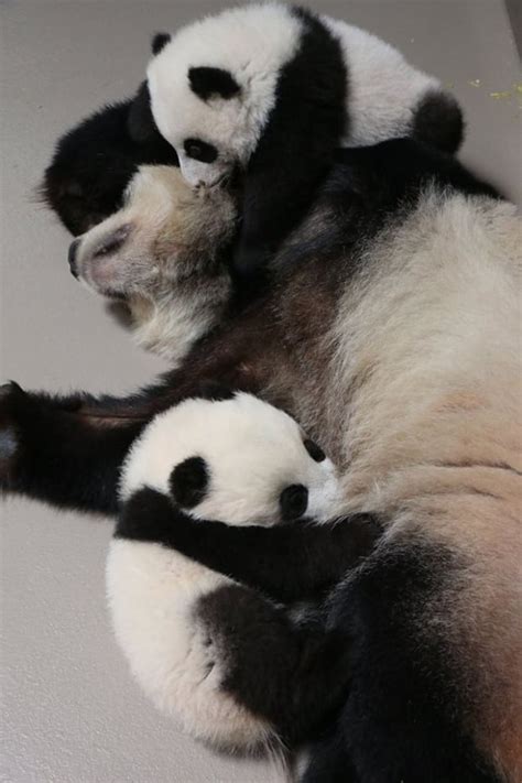 Visitors Can See Panda Cubs And Their Mom Starting March 12 Cbc News