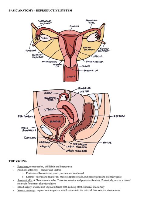 Basic Anatomy Summary Notes Basic Anatomy Reproductive System The