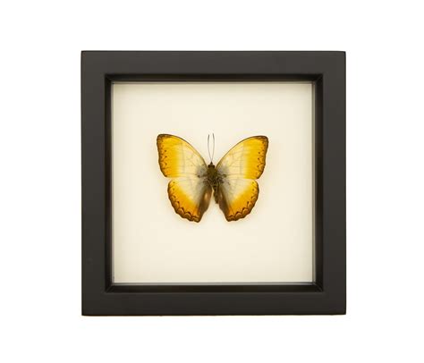 Framed Reinholds Creamy Glider Cymothoe Reinholdi Framed Butterfly