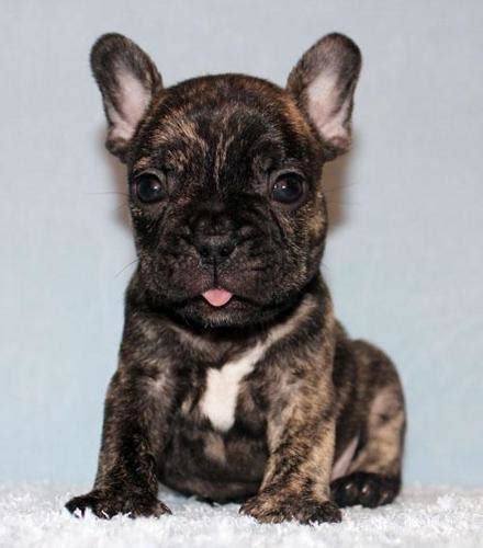 Fawn frenchies are considered a traditional color unless they are blue fawn frenchies. AKC Brindle Blue Carrier French Bulldog Puppy Boy (Hoyt ...