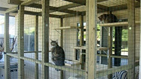 Cat Enclosures Do It Yourself Outdoor Cat Cages Cat Enclosures And
