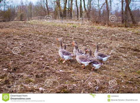 Gaggle Of Geese In The Garden In The Springtime Grey Geese Stock Photo