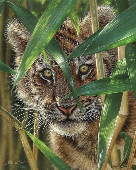Tiger Cub Peekaboo Image Conscious
