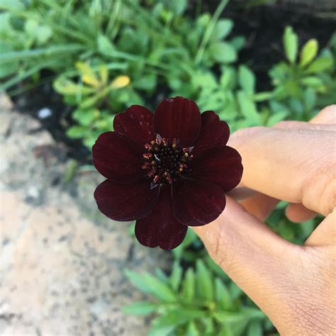 Dark Purple Flower In California What Is It Rwhatsthisplant