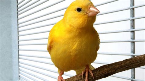 How To Take Care Of A Canary And Finch Pet Bird Youtube