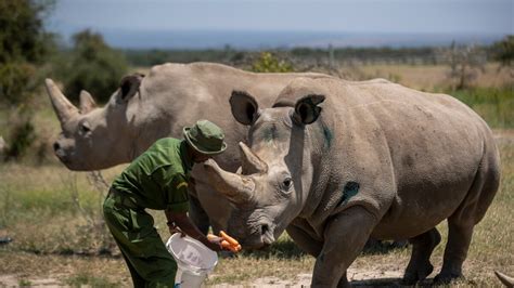 Scientists Create Two Northern White Rhino Embryos