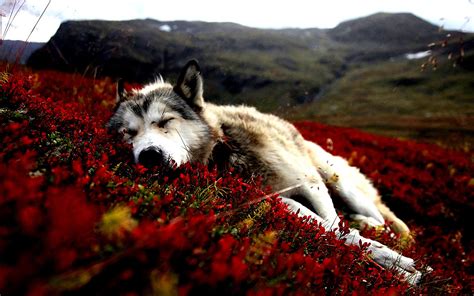 Einfach ihr hintergrundbild auswählen und kostenlos herunterladen. dog, Flowers, Red Flowers, Animals, Sleeping, Siberian ...