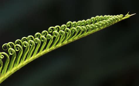 Be sure that any fertilizer applied contains trace minerals and chelated iron for plantsto help keep the leaves green. Sago Palm Frond - D800-7-30-18DSC_4322_7538 | A single ...
