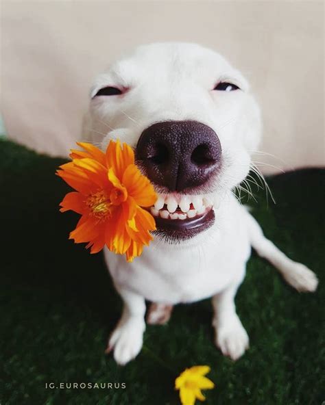 たぶん、世界で一番笑顔にさせてくれる犬が可愛すぎる