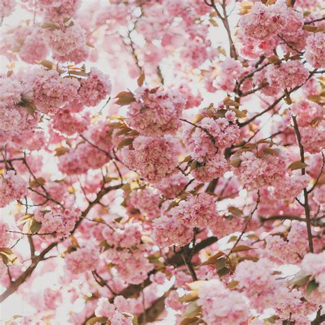 Spring Flower Pink Blossom Bokeh Nature Ipad Air