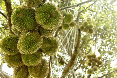 Is principally engaged in managing, grafting, replanting, harvesting and marketing of durians with more than 6 durian orchards in hand. Malaysia Best Durian | Direct From Raub Pahang Durian Farms