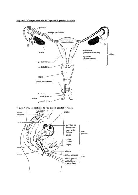 Schema Appareil Reproducteur