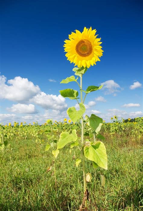 Big Meadow Of Sunflowers Stock Image Image Of Field 32503991