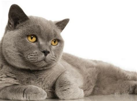A Guide To The British Short Hair Cat Very Important Pets