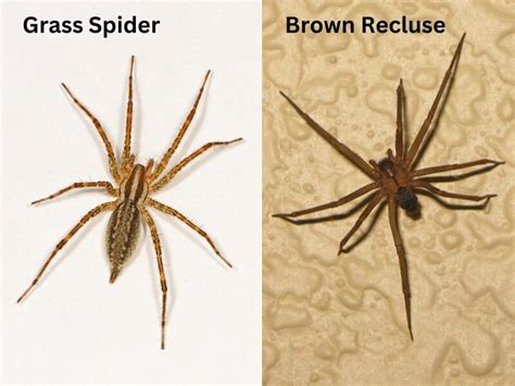 Grass Spiders Should You Get Rid Of Them