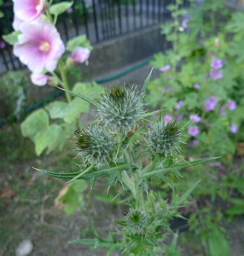 Crocosima More Thistles And Thistle Like Plants Garden Withoutdoors