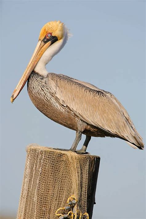 Brown Pelican Bird Gallery Houston Audubon