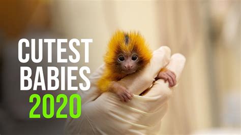 Top 20 Cutest Baby Animals Of 2020 Youtube