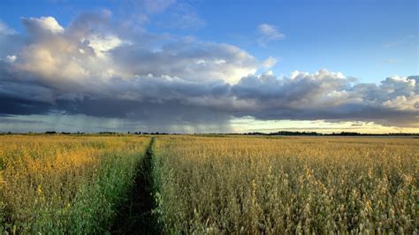 Green Grass Field Nature Landscape Hd Wallpaper Wallpaper Flare