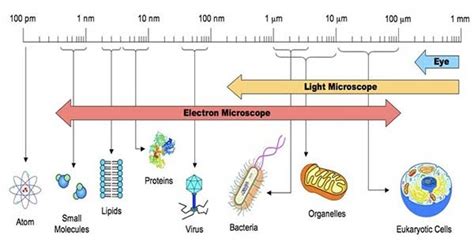 Animal cell size in nm. Cells - Science With U