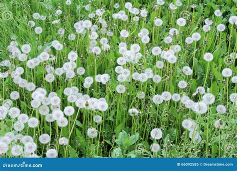 Summer Meadow With White Dandelions Stock Image Image Of Landscape