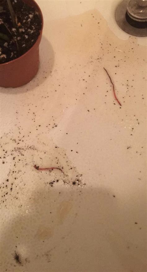 In this article, i have nightcrawlers are known for the decomposition of food debris and plant sources which turn them into. Worms in indoor plants? : plantclinic
