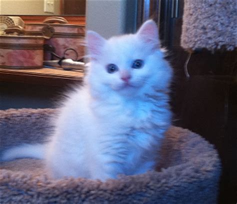 Amazing ragdoll kittens my kittens are current on their shots vaccinated and tica reg. Ragdoll Cats For Sale Nc - Best Cat Wallpaper
