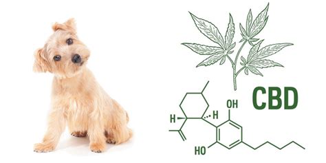 Cbd Para Mascotas ¿cannabis Medicinal Para Perros Y Gatos