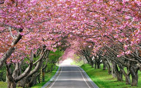 3840x2160 Resolution Cherry Blossom Trees Beside Grey Asphalt Road Hd