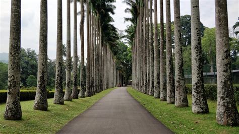 Kandy Royal Botanic Gardens Sri Lanka Visions Of Travel