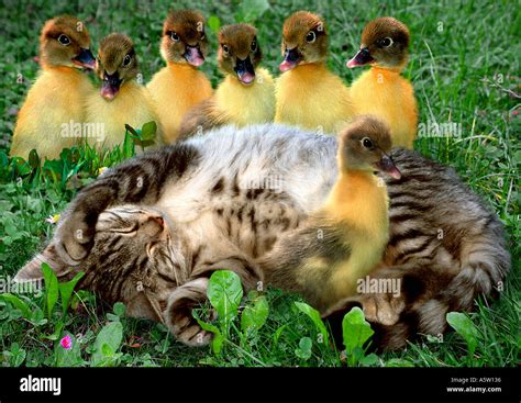 Baby Ducks And Kittens