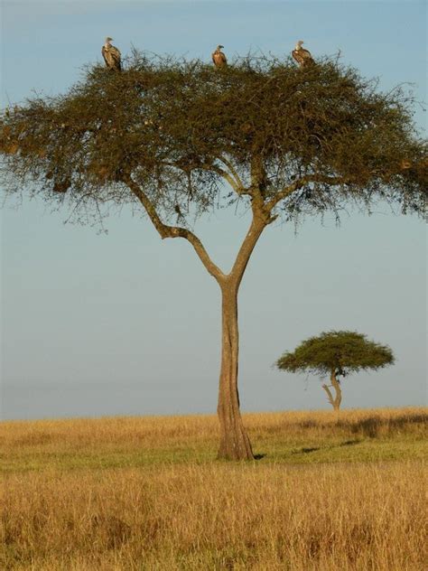 Vultures In The Acacia Tree Photo