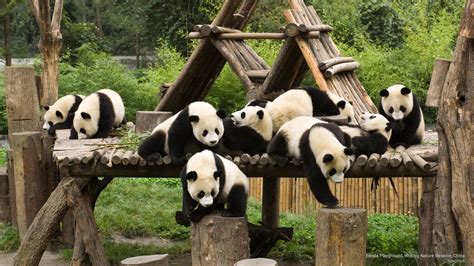 Panda Playground Wolong Nature Reserve China By Superstock Panda