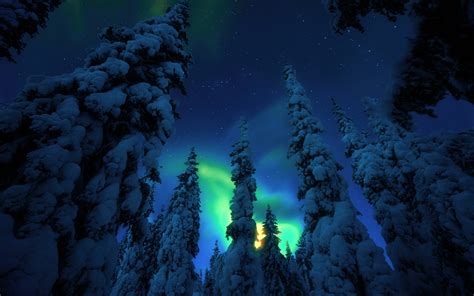 Green Polar Light Forest Trees Trees With Snow Cover Star Sky In Night