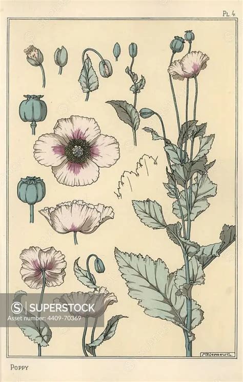 Botanical Illustration Of The Poppy With Flower Parts Opium Pod