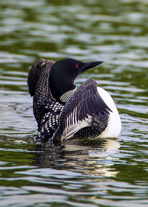 The Common Loon Photograph by Bill Tiepelman