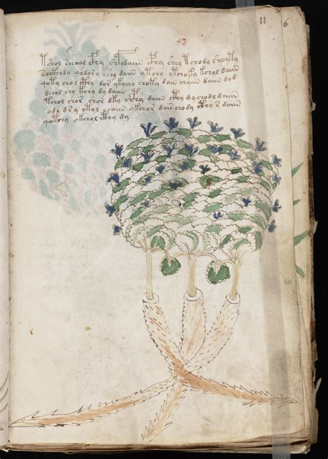 Create Your Own Stunning Website For Free With Wix Voynich Manuscript