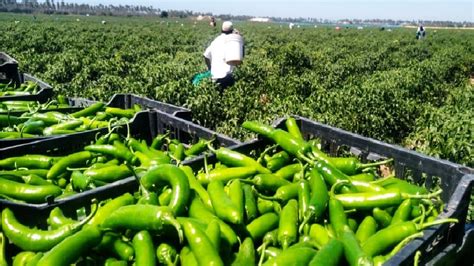 Green Chili Pepper Farming And Harvest Green Chili Pepper Processing