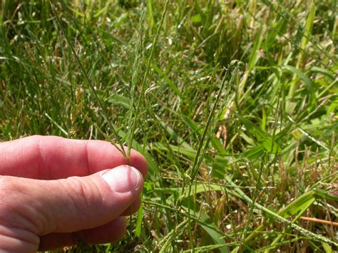 Lawn Care Tips For Dealing With Crabgrass