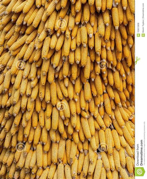 Dry Corn Cobs Natural Background Stock Photo Image Of Husk Cobs