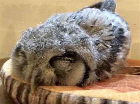 Turns Out Some Young Owls Sleep Face Down And The Photos Are Adorable