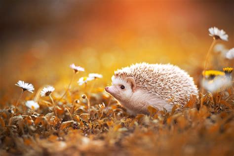 Download Animal Hedgehog Hd Wallpaper