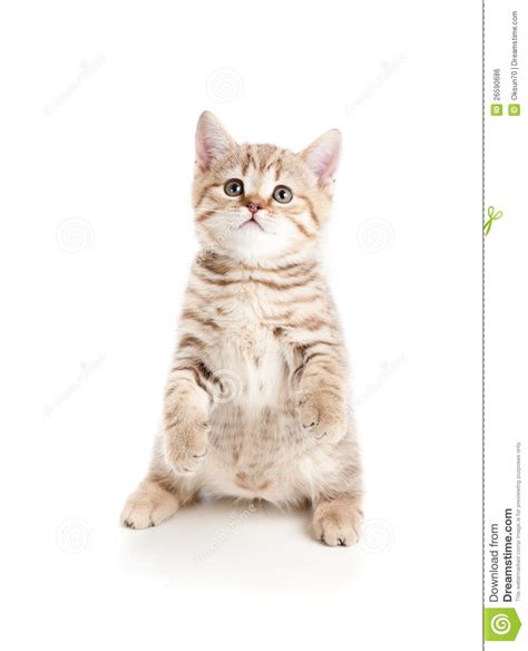 Funny Cat Kitten Standing On Hind Legs Stock Photo Image